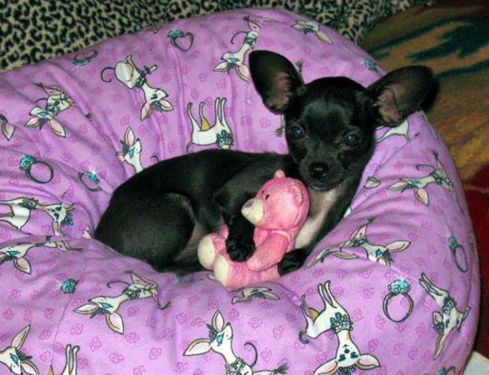 chihuahua laying down on a pillow with a stuffed bear