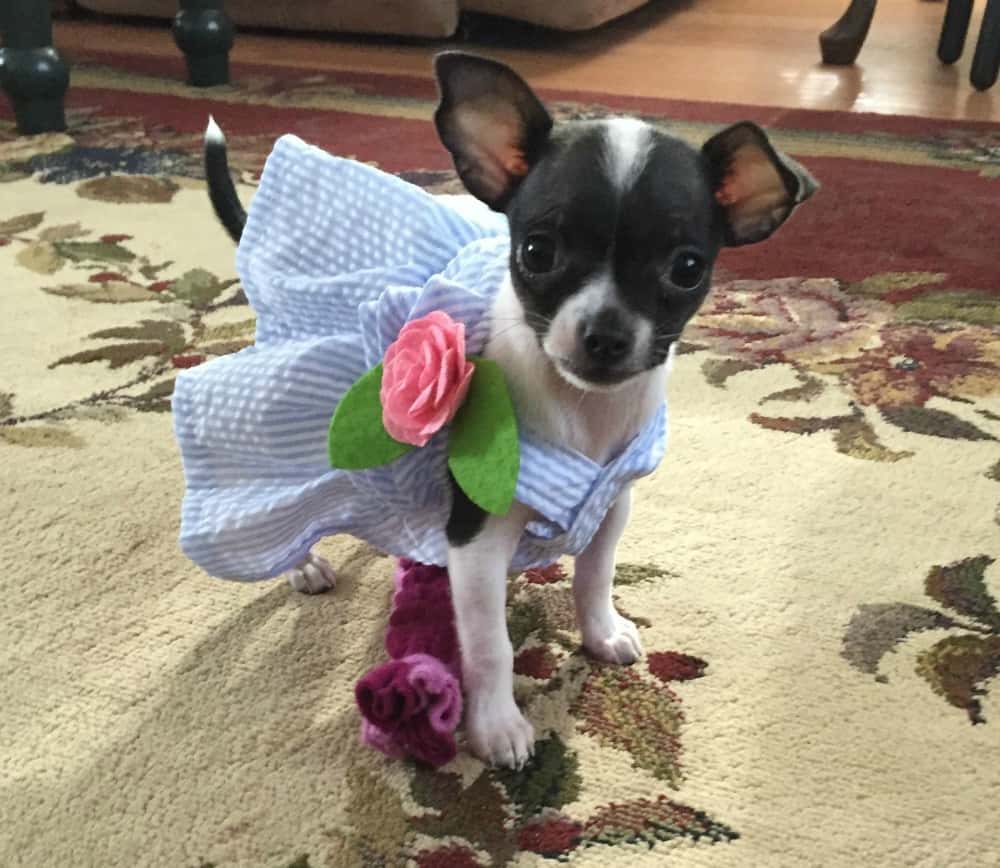 chihuahua in blue dress