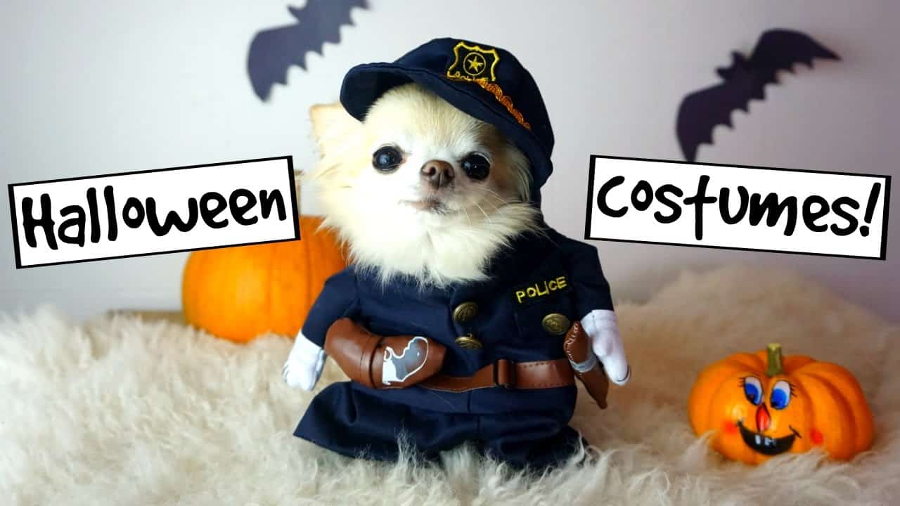 chihuahua wearing policeman costume