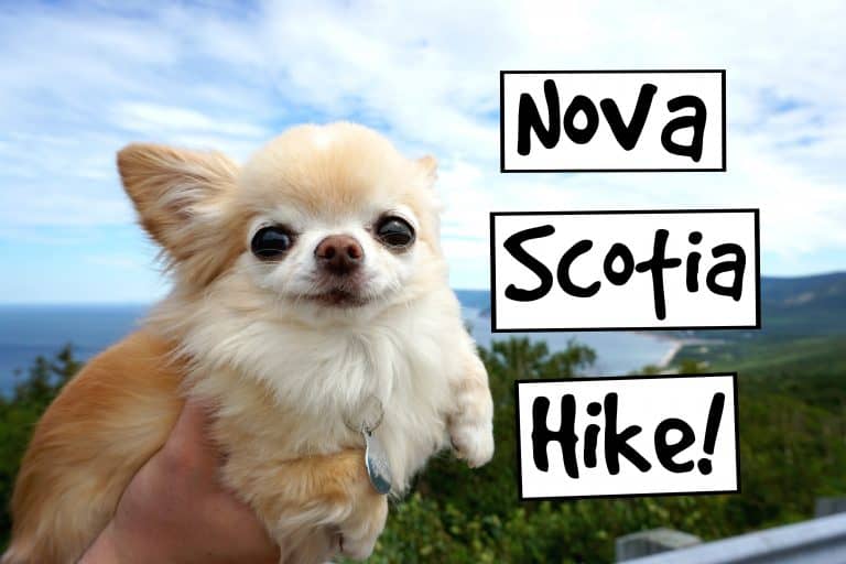 chihuahua being held in front of a scenic outside view