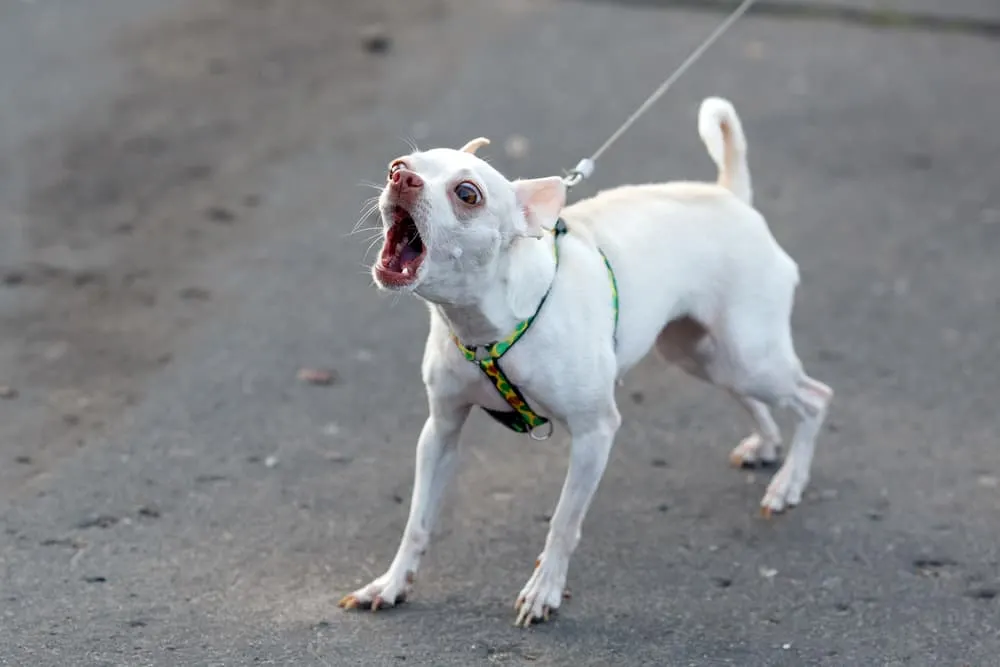 white chihuahua dog barking