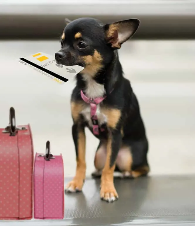 Chihuahua on leash with pink suitcases.