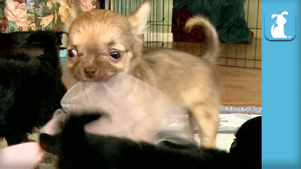 chihuahua puppy with cloth in mouth