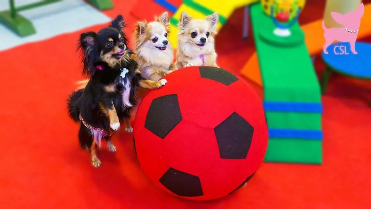 3 chihuahuas with paws on red ball