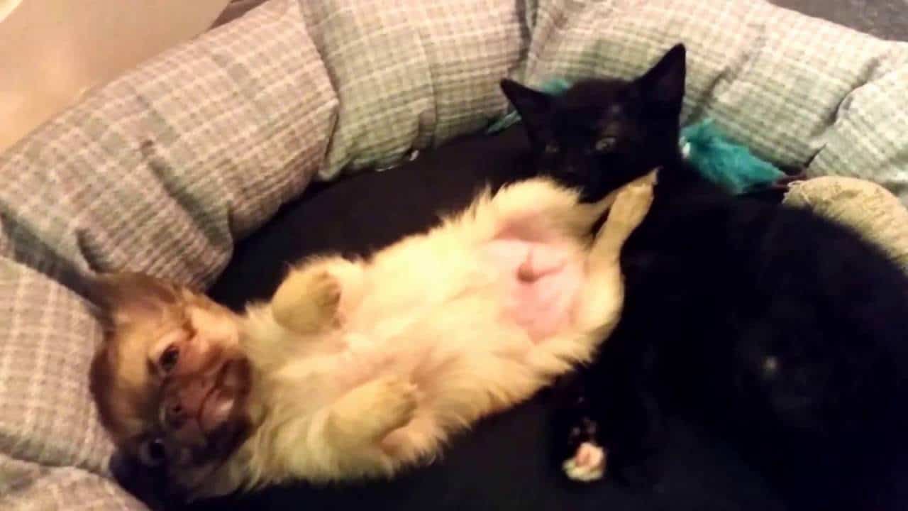 chihuahua and black cat in pet bed