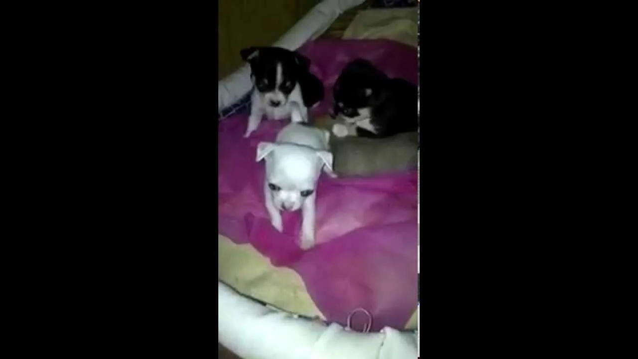 Chihuahua Puppies in a Basket