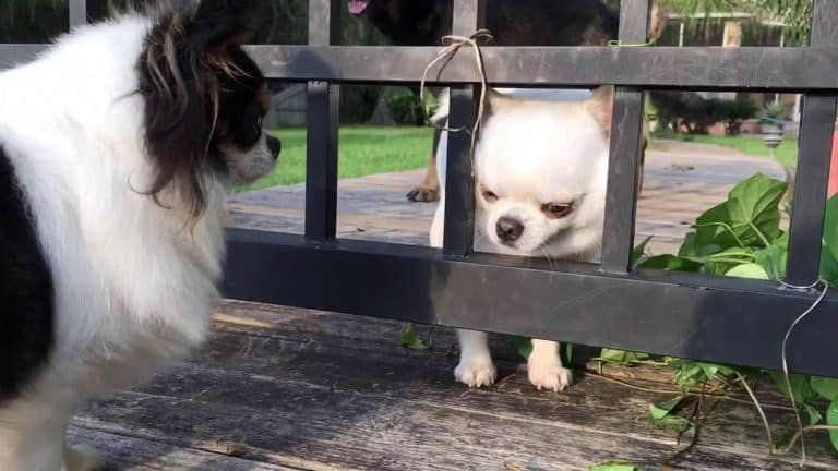 2 chihuahuas at gate