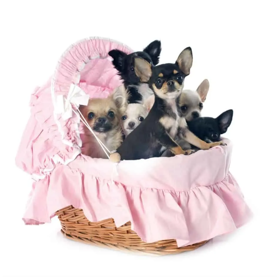 6 chihuahuas in a baby carriage