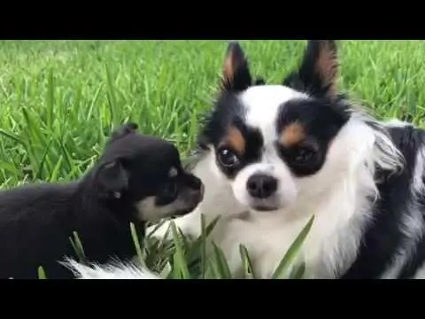 adult chihuahua with chihuahua puppy