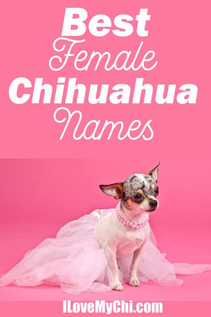 female chihuahua dog wearing fancy dress