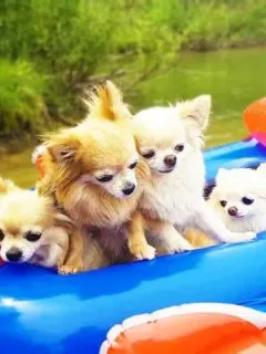 4 chihuahuas on float in the water