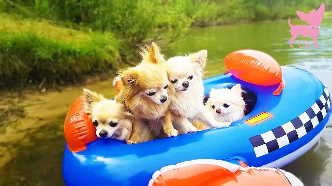 4 chihuahuas on float in the water