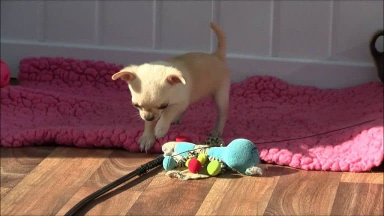chihuahua playing with toy
