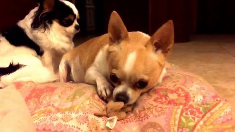 2 chihuahuas one with toy in mouth
