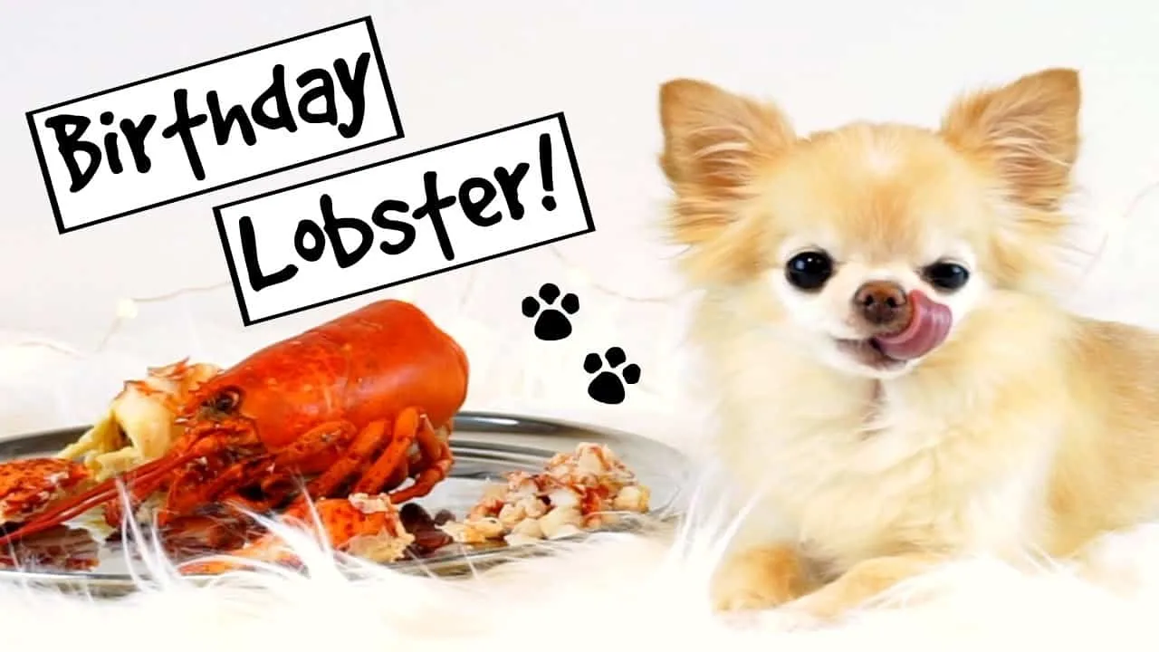 fawn chihuahua next to lobster dinner