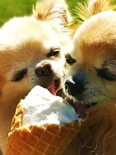 2 chihuahuas sharing icecream cone