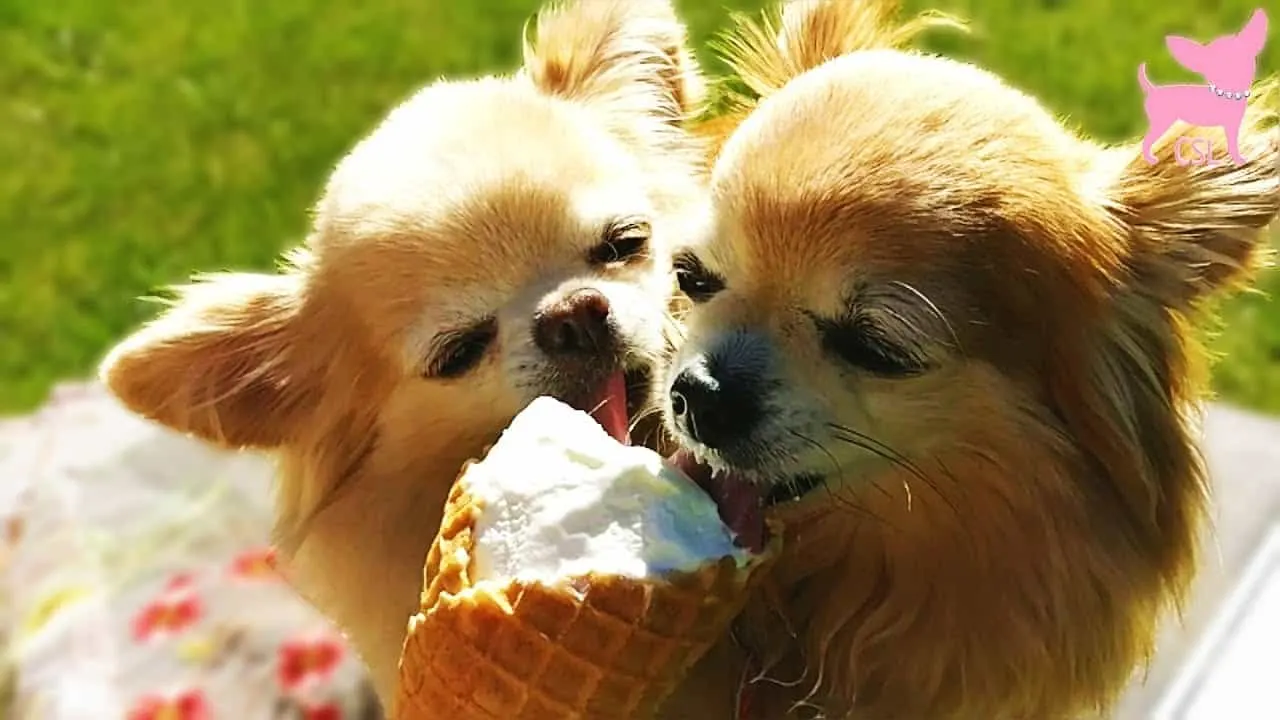 2 chihuahuas sharing icecream cone