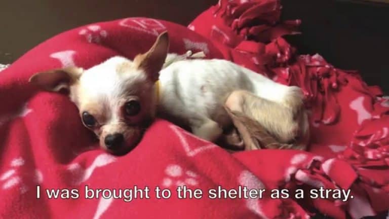 sickly chihuahua laying on blanket