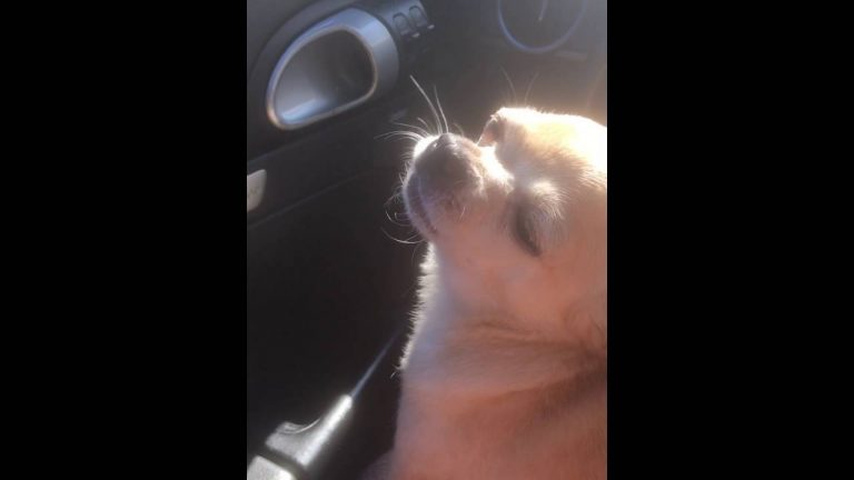 chihuahua in car with eyes closed 