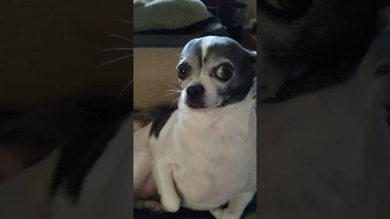white and grey chihuahua