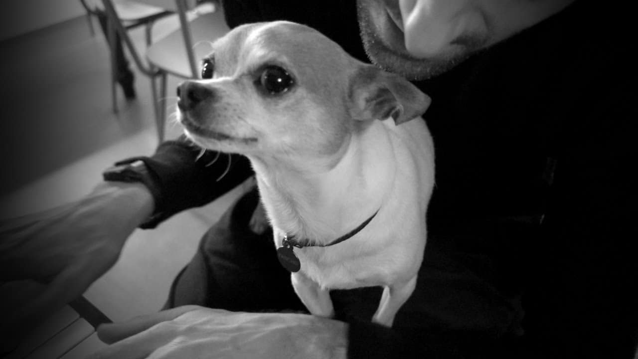 black and white photo of chihuahua in man's lap