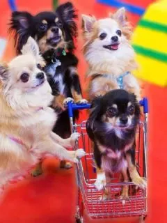 3 chihuahuas with paws on tiny grocery cart with puppy in cart