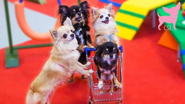 3 chihuahuas with paws on tiny grocery cart with puppy in cart
