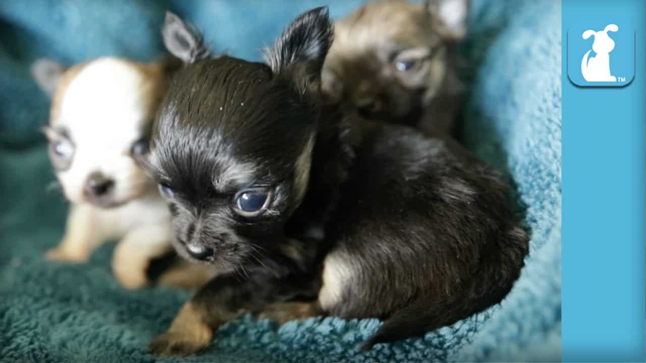 3 tiny chihuahua Puppies