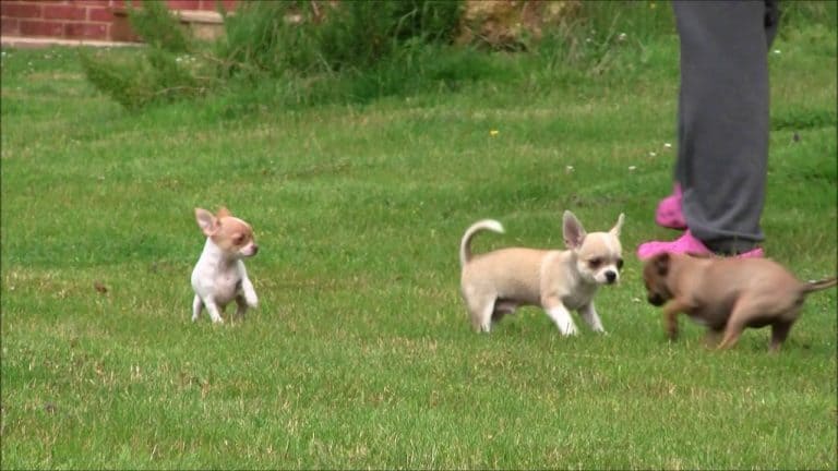 Running chihuahua puppies