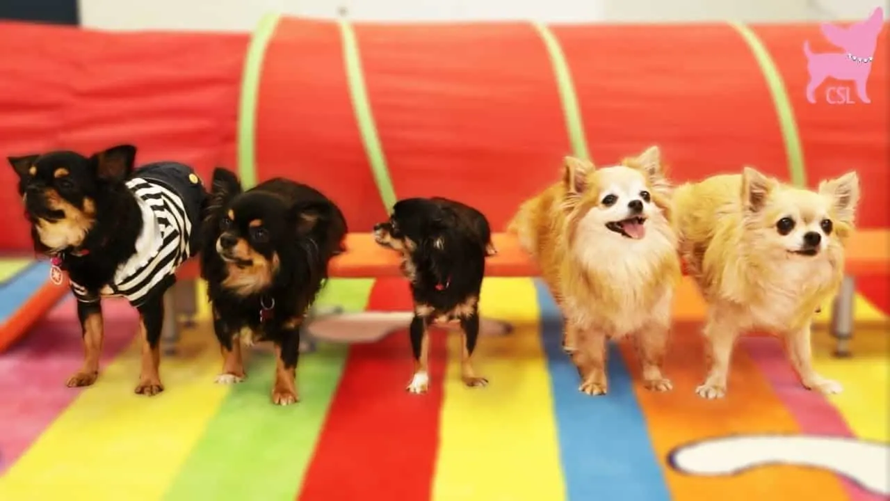 5 chihuahuas standing on striped floor