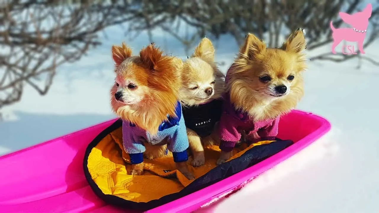 3 chiihuahuas on sled in snow