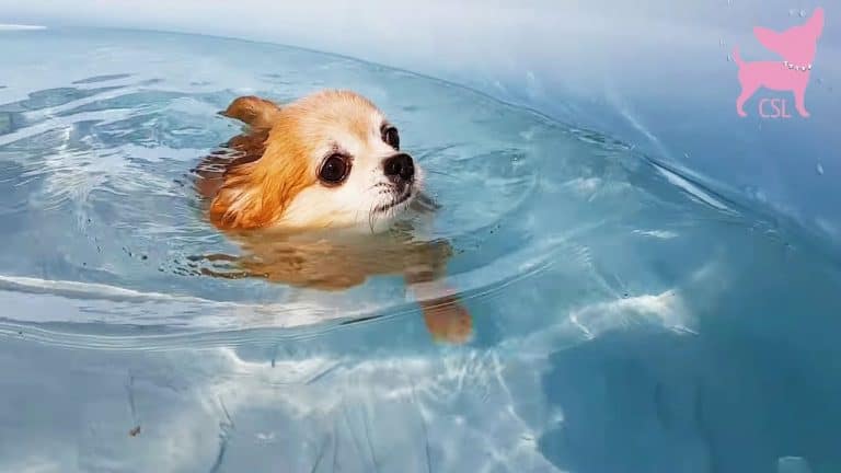 chihuahua swimming in water