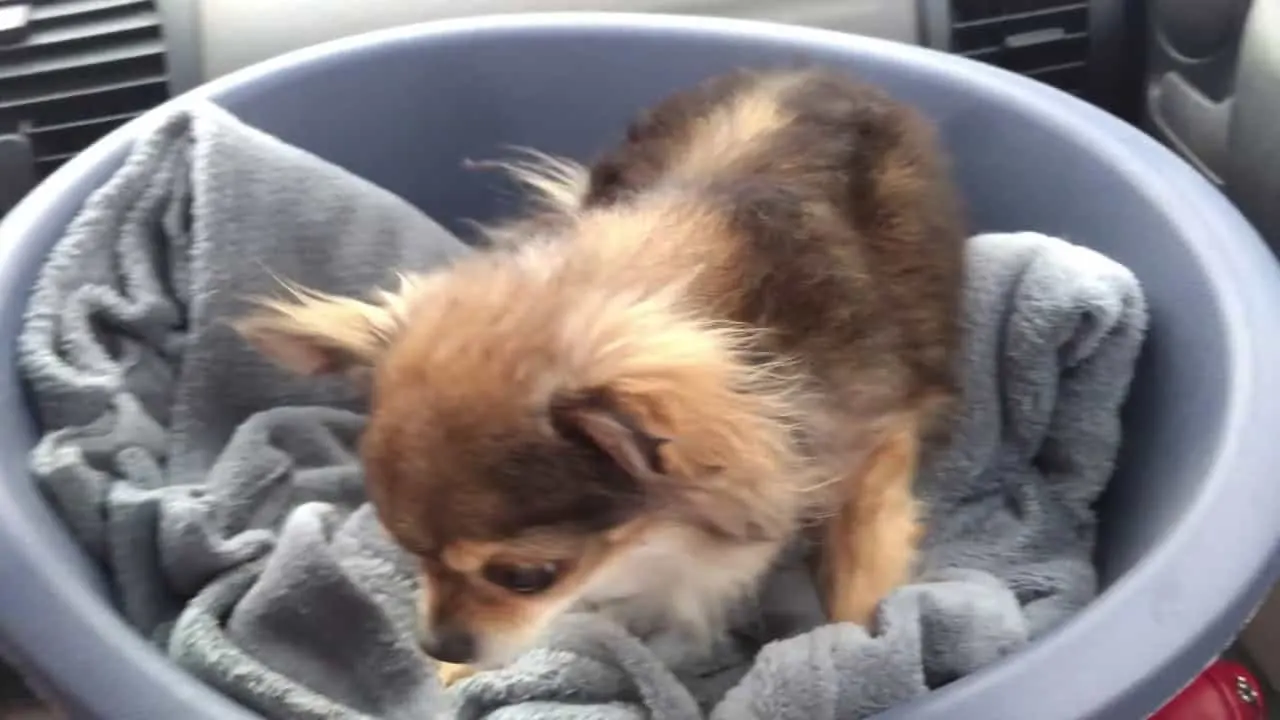 Chihuahua in a Basket