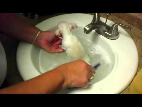 tiny white chihuahua getting bath in sink