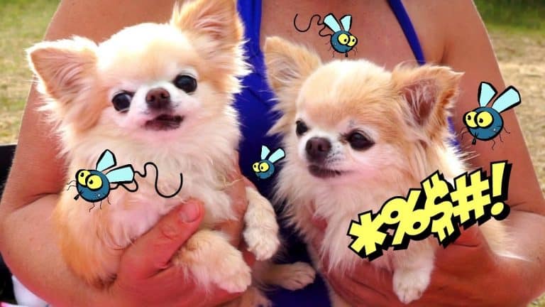2 chihuahuas being held by woman