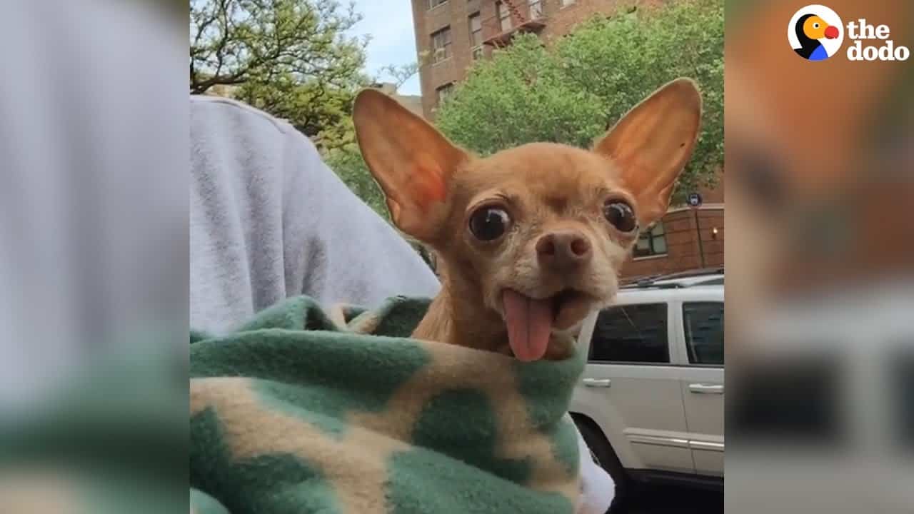 chihuahua with tonge hanging out