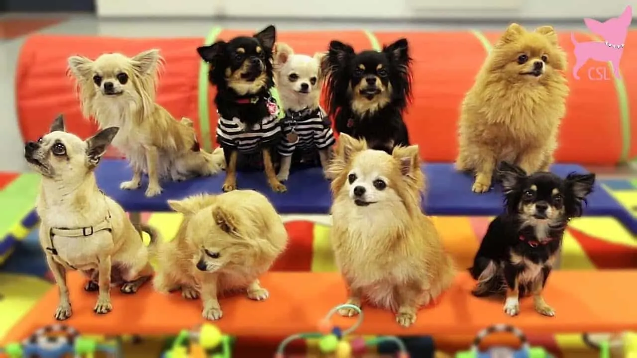 9 chihuahua dogs sitting in 2 rows
