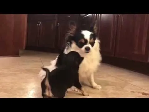2 Chihuahuas playing