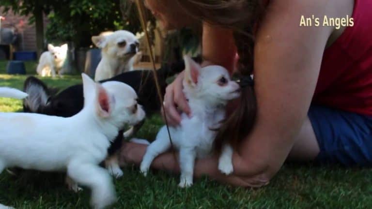 4 White Puppies Playing with girl