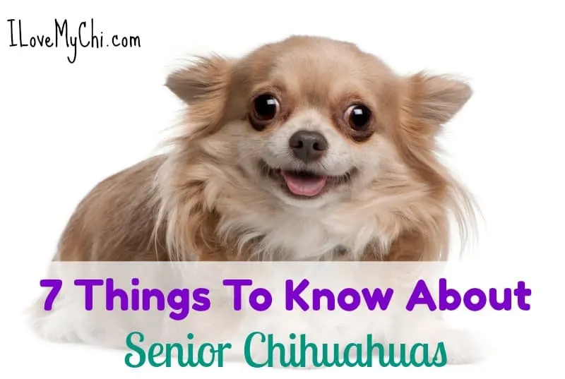 Chihuahua age store in dog years