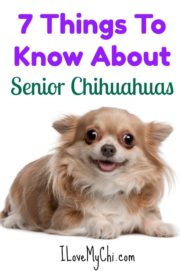 If you have a senior chihuahua dog, this is a must read.
#SeniorChihuahua #Chihuahuas #OlderChihuahuas