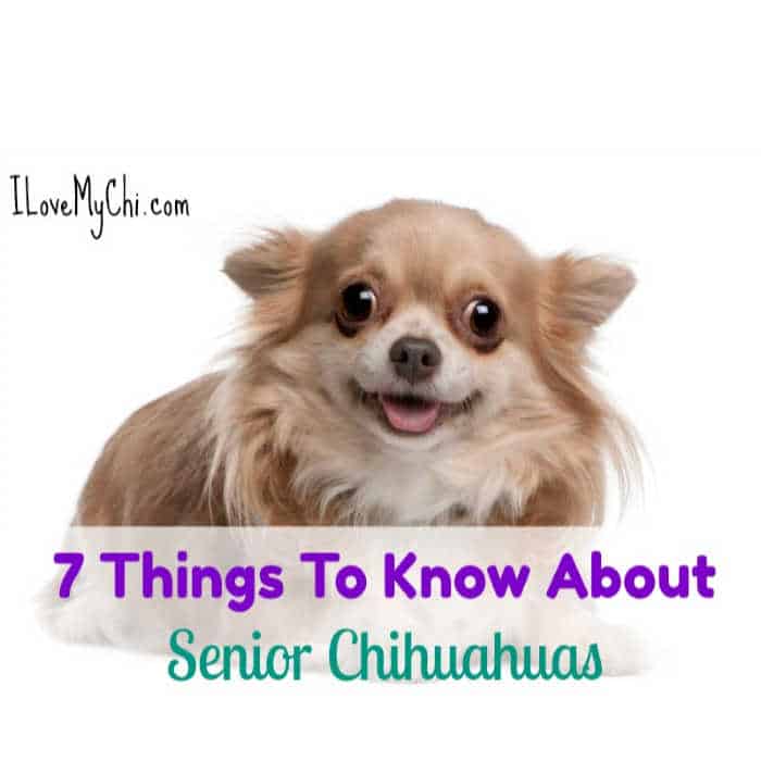 7 Facts About Senior Chihuahuas - I Love My Chi