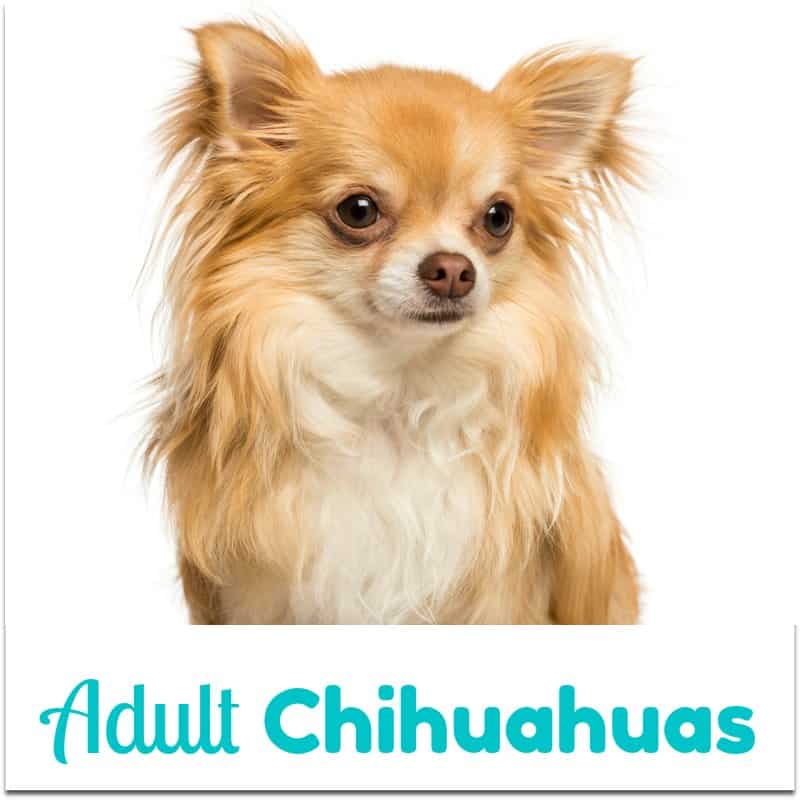 Adult Chihuahuas