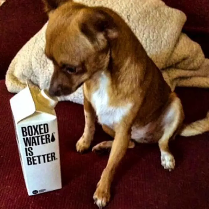 chihuahua sniffing box of water