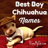 adorable boy chihuahua dog wearing hat and shirt