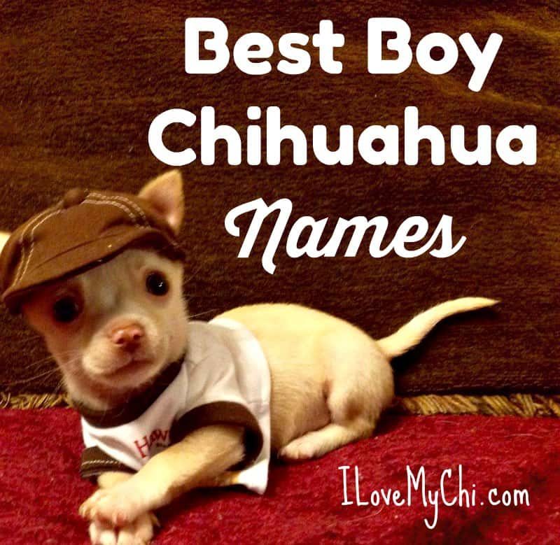 Chihuahua sitting on a coach, with best boy chihuahua names text