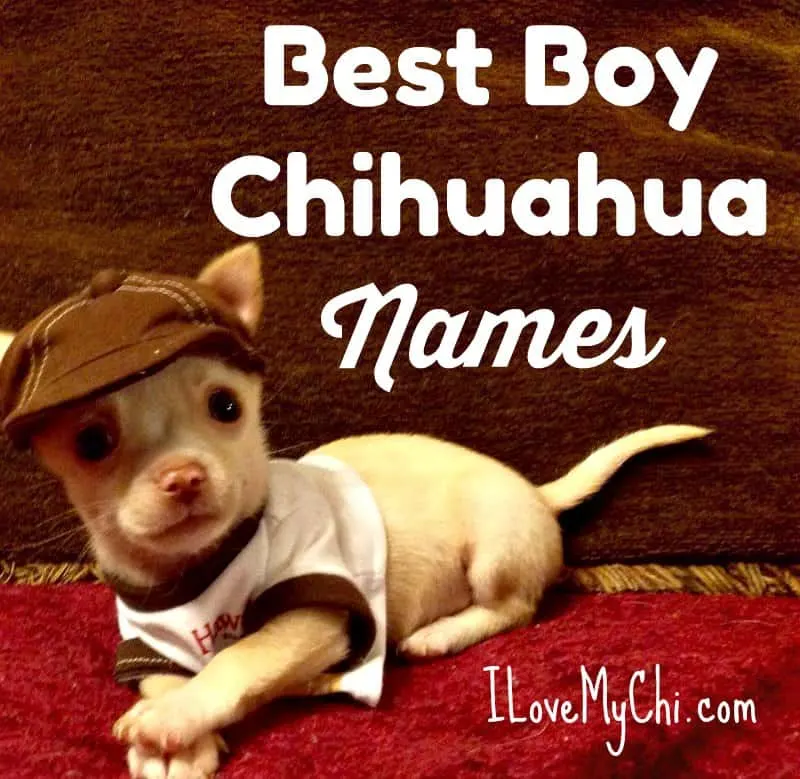 adorable boy chihuahua dog wearing hat and shirt
