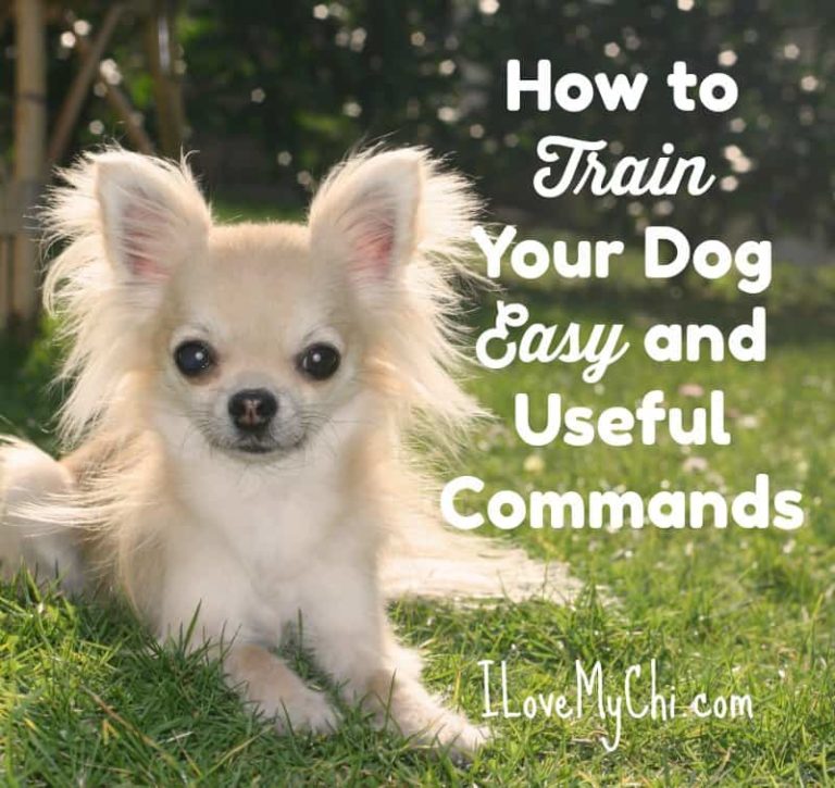 long hair fawn chihuahua laying in grass