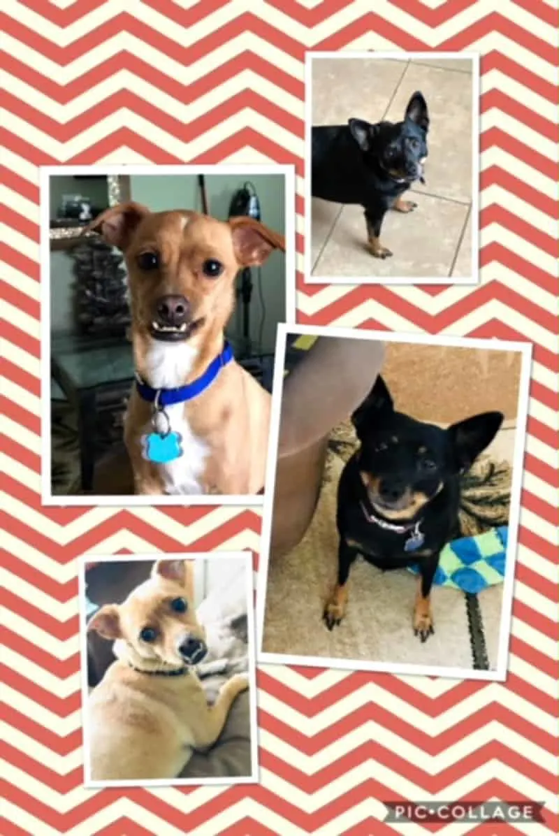 picture collage of chihuahuas