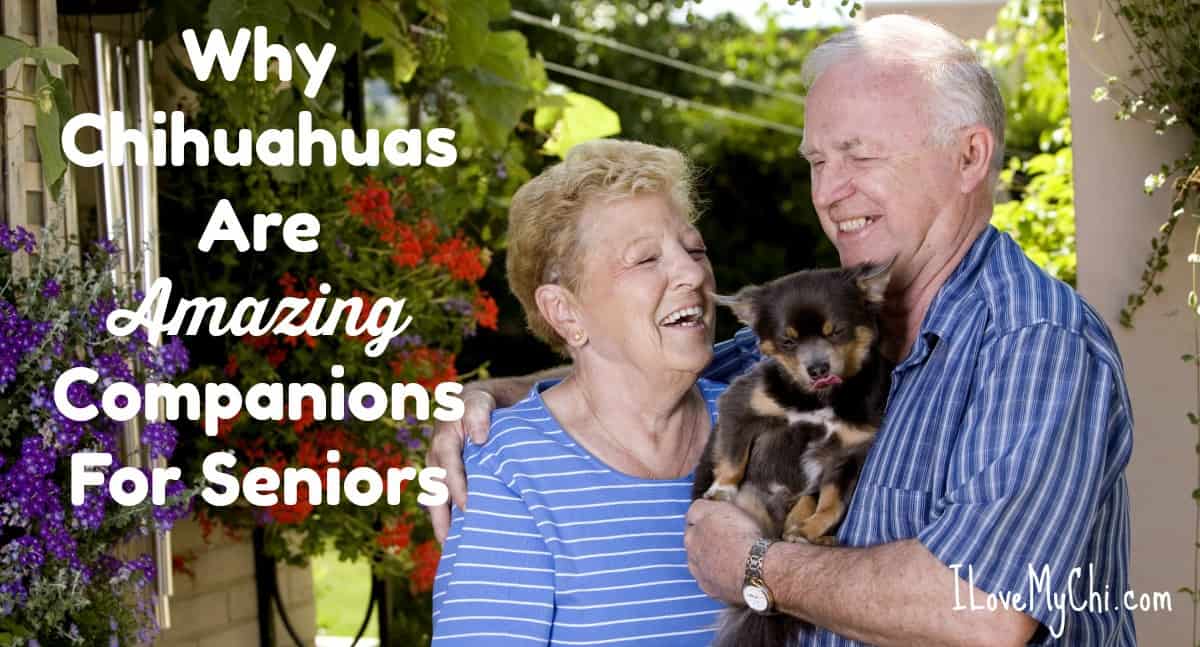 Why Chihuahuas Are Amazing Companions For Seniors I Love My Chi
